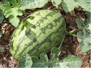 Vattenmelon